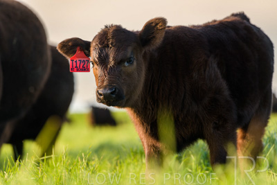 October 2022 / Mt-Shank-221017-6998