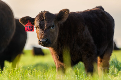 October 2022 / Mt-Shank-221017-6999