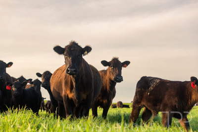 October 2022 / Mt-Shank-221017-7012