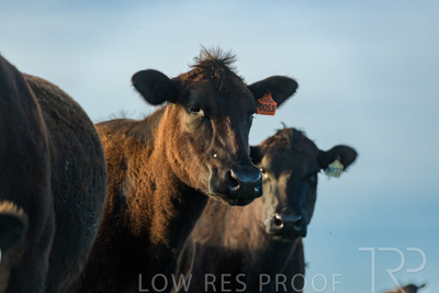 October 2022 / Mt-Shank-221017-7030