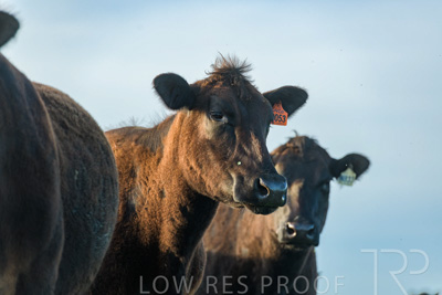 October 2022 / Mt-Shank-221017-7032