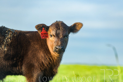 October 2022 / Mt-Shank-221017-7037