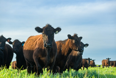 October 2022 / Mt-Shank-221017-7040