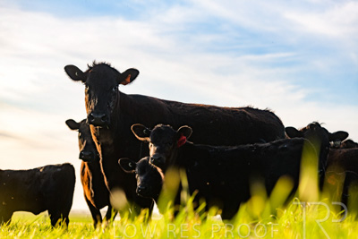 October 2022 / Mt-Shank-221017-7061