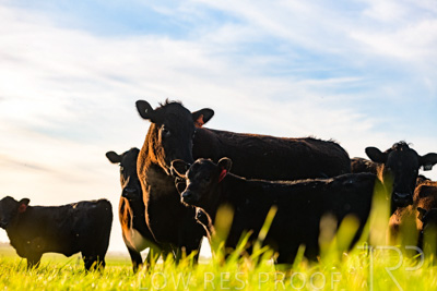 October 2022 / Mt-Shank-221017-7065