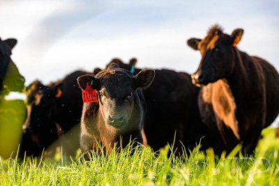 October 2022 / Mt-Shank-221017-7074