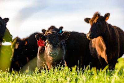 October 2022 / Mt-Shank-221017-7075