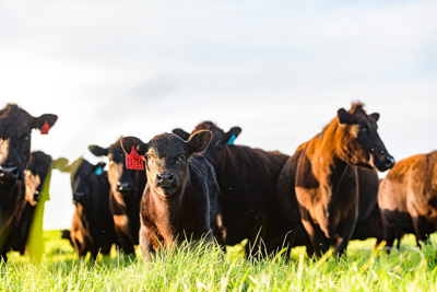 October 2022 / Mt-Shank-221017-7080