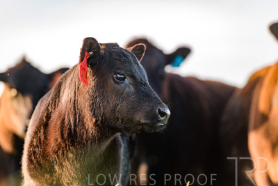 October 2022 / Mt-Shank-221017-7082