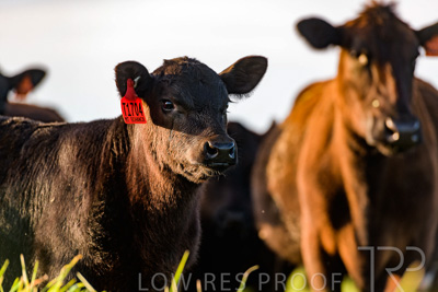 October 2022 / Mt-Shank-221017-7084