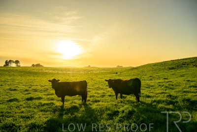 October 2022 / Mt-Shank-221018-4631