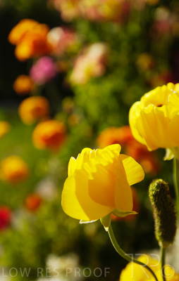 August 2022 / THINKLE_00003