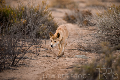 August 2022 / THINKLE_00185