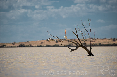 August 2022 / THINKLE_00199