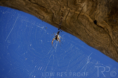 August 2022 / THINKLE_00244