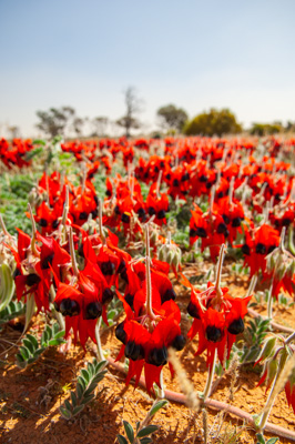 August 2007 / ETSA-OXIANA_459_070830