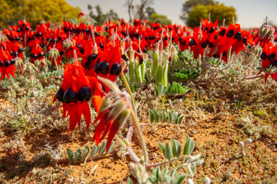 August 2007 / ETSA-OXIANA_463_070830