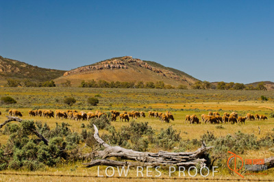 October 2005 / LANDSCAPES_SA_091__051013__TRP4432