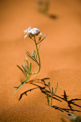 July 2008 / _TRP6337