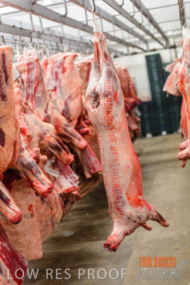 July 2013 / ABETOIRE_586