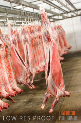 July 2013 / ABETOIRE_587