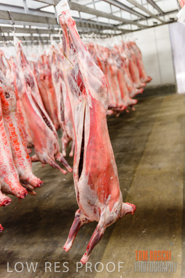 July 2013 / ABETOIRE_590