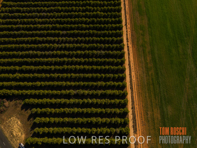 July 2017 / AGRI_1226