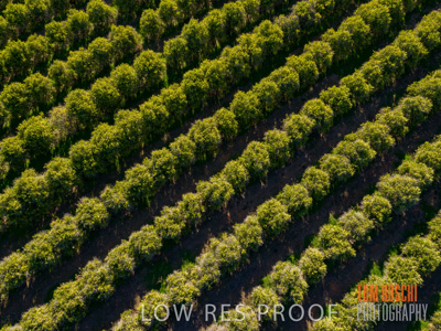 July 2017 / AGRI_1229