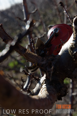 July 2017 / AGRI_1231