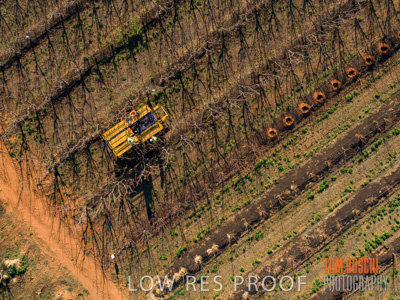 July 2017 / AGRI_1236