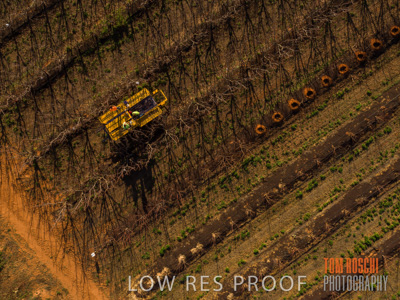 July 2017 / AGRI_1237