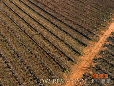 July 2017 / AGRI_1238