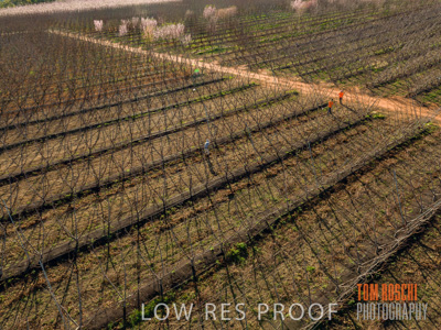 July 2017 / AGRI_1241