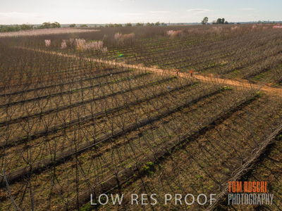 July 2017 / AGRI_1242