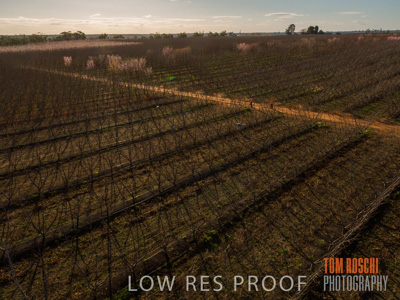 July 2017 / AGRI_1243