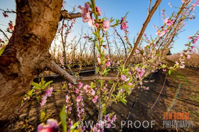 July 2017 / AGRI_1245