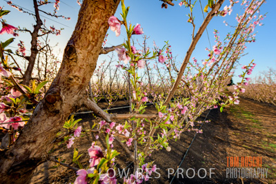 July 2017 / AGRI_1246