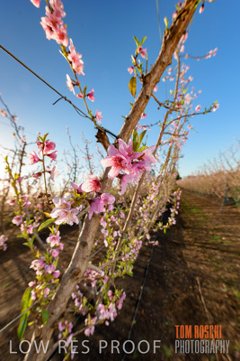 July 2017 / AGRI_1247