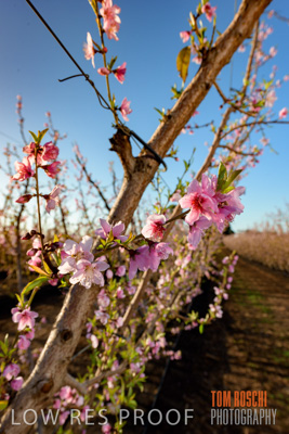 July 2017 / AGRI_1248