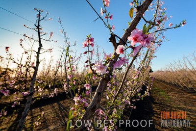 July 2017 / AGRI_1249