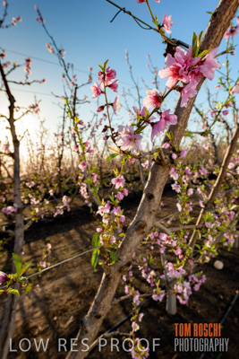 July 2017 / AGRI_1250