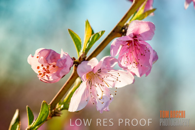 July 2017 / AGRI_1251