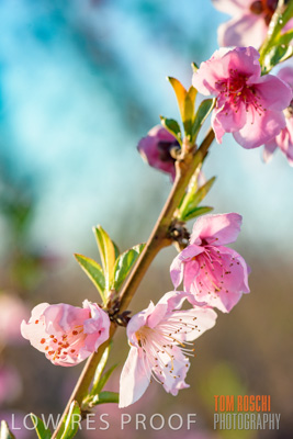 July 2017 / AGRI_1252