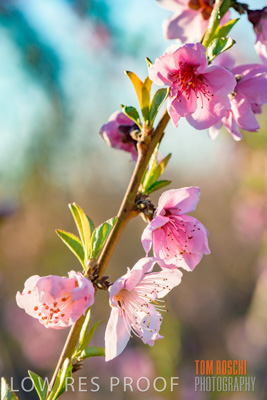 July 2017 / AGRI_1253