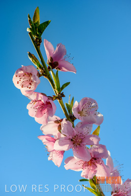 July 2017 / AGRI_1254