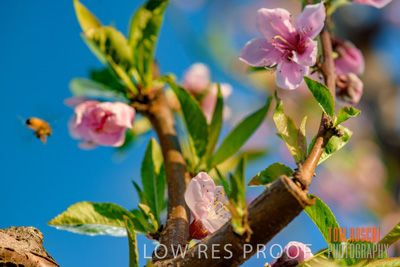 July 2017 / AGRI_1255