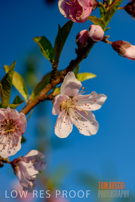 July 2017 / AGRI_1257