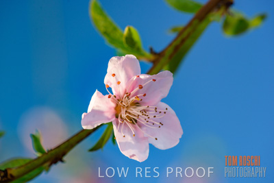 July 2017 / AGRI_1258