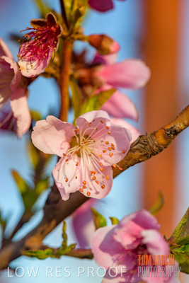 July 2017 / AGRI_1259