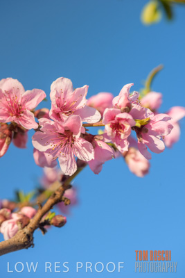 July 2017 / AGRI_1260